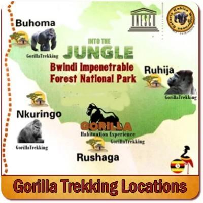 The 10-Most Common Gorilla Trekking Mistakes to Avoid in Uganda