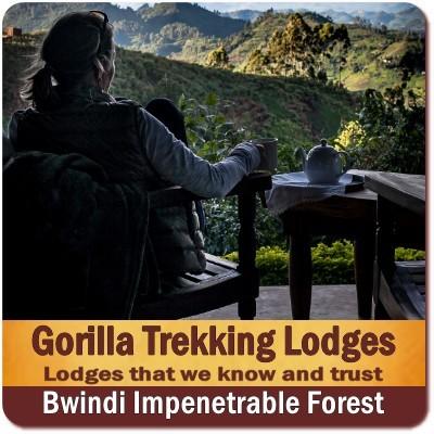 Lodging Choices while Gorilla Trekking in Rushaga-Nkuringo in Bwindi Forest