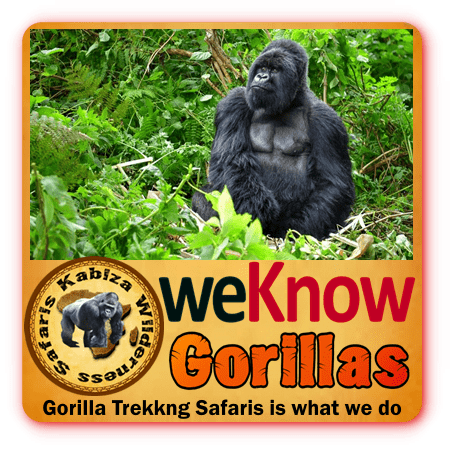 Know the Mountain Gorillas of Uganda Information and Background