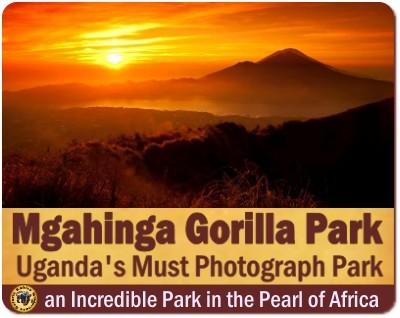 5-Day Luxury Gorilla-Golden Monkey-Batwa Trail-Volcano Climbing Safari