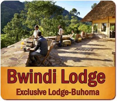 7-Day Luxury Twice-Gorilla Trekking -Hiking Safari in Bwindi Forest