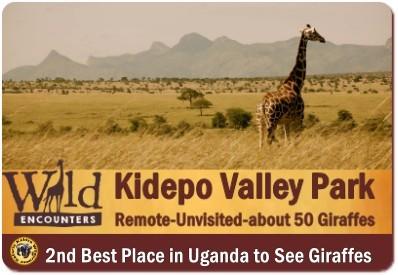 Best Places to see Rothschild Giraffes in the Wild in Uganda