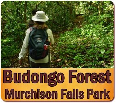 Top Things to do and see in Budongo Forest 