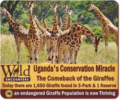 Best Places to see Rothschild Giraffes in the Wild in Uganda