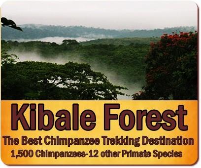 Where is the Best Chimpanzee Trekking in Uganda?