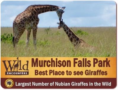 Best Places to see Rothschild Giraffes in the Wild in Uganda