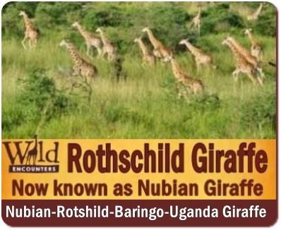 Best Places to see Rothschild Giraffes in the Wild in Uganda