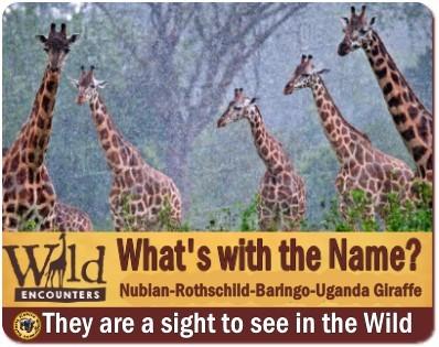 Best Places to see Rothschild Giraffes