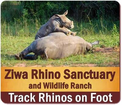 Ziwa Rhino Sanctuary Rhino Trekking on Foot in Uganda