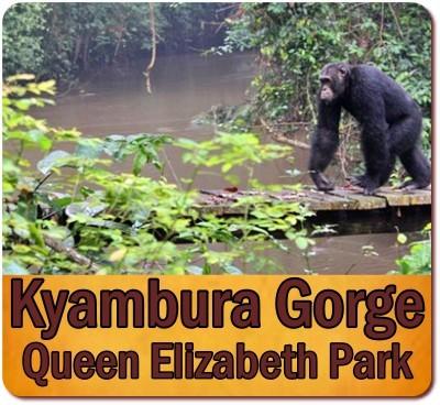 Where is the Best Chimpanzee Trekking in Uganda?