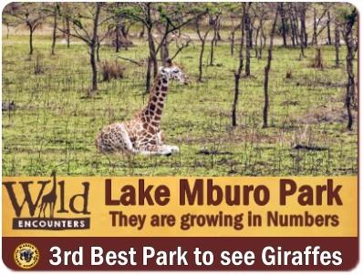 Best Places to see Rothschild Giraffes in the Wild in Uganda