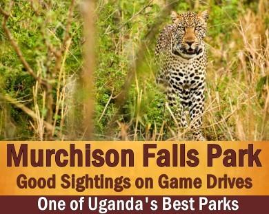 The Best Places to see Leopards in Uganda the Pearl of Africa