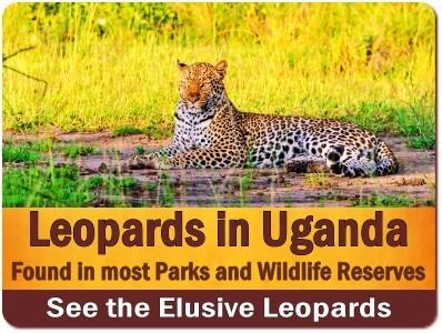 The Carnivores found in Uganda while on a Safari