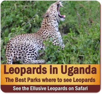 Best Places to see Leopards