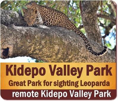 The Best Places to see Leopards in Uganda the Pearl of Africa