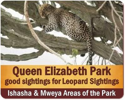 The Best Places to see Leopards in Uganda the Pearl of Africa