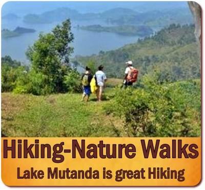 Hiking through Bwindi Impenetrable Forest in Uganda