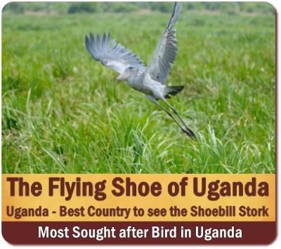 The Elusive - Ancient Appearing Shoebill of Uganda -Where to see Shoebills