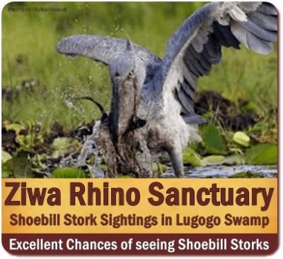 Ziwa Rhino Sanctuary Rhino Trekking on Foot in Uganda