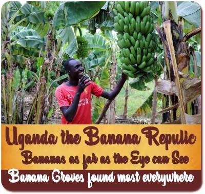 Uganda is the Banana Republic of Africa-Here Bananas are like Daily Bread