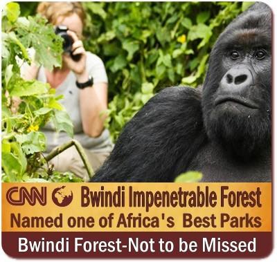 CNN-Bwindi Impenetrable Fores ist the Most Beautiful Place in the World