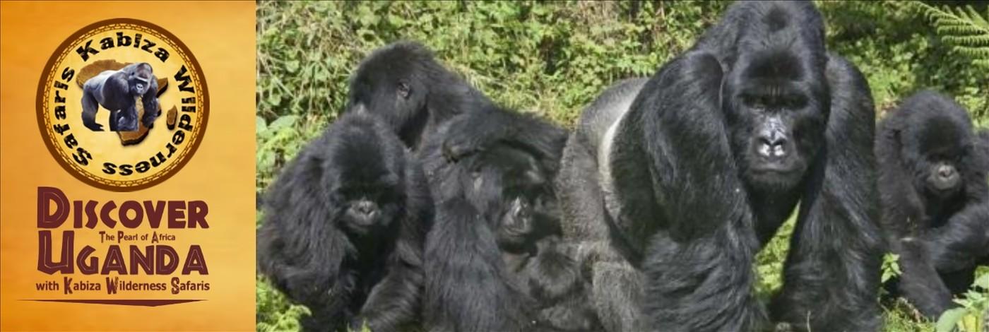 Our Personalized and Exclusive Private Gorilla Trek in Uganda