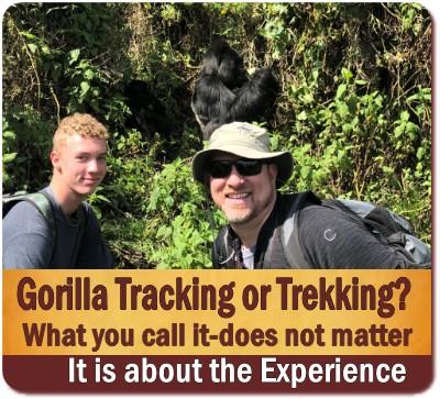 Call it Gorilla Tracking or Trekking