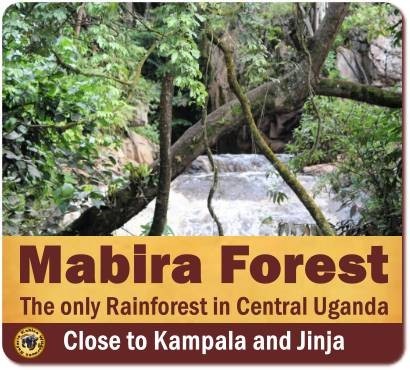 Top Things to Do and See in Mabira Forest