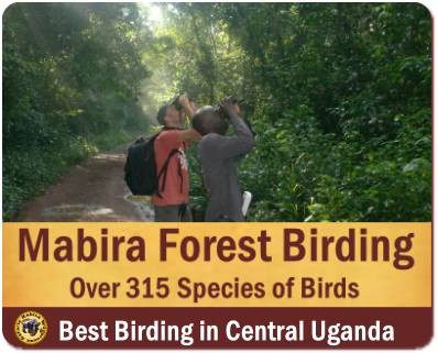 Top Things to Do and See in Mabira Forest near Kampala