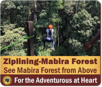 Top Things to Do and See in Mabira Forest