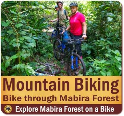 Mountain Biking through Bwindi Impenetrable Forest