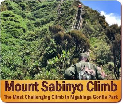 Climbing the Volcanoes in Mgahinga Gorilla Park in Uganda