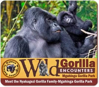 Meet the Nyakagezi Gorilla Family in Mgahinga Gorilla Park-Uganda