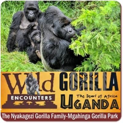 5-Day Luxury Gorilla-Golden Monkey-Batwa Trail-Volcano Climbing Safari