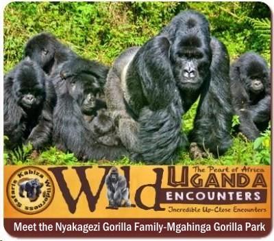 Meet the Nyakagezi Gorilla Family in Mgahinga Gorilla Park