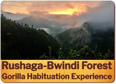 Rushaga is the Best Area for Gorilla Trekking in Bwindi Impenetrable Forest