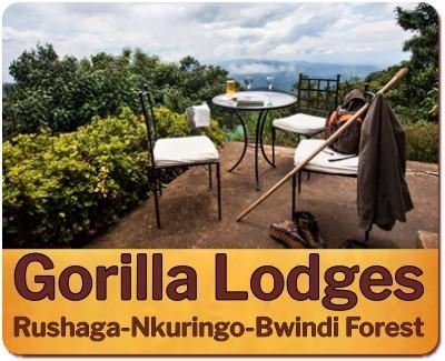 Guide to a Gorilla Habituation Experience Safari in Uganda