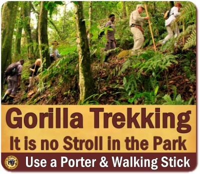 Gorilla Trekking Fitness - Am I fit enough for a Gorilla Trek?