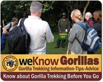 Gorilla Trekking Fitness - Am I fit enough for a Gorilla Trek?