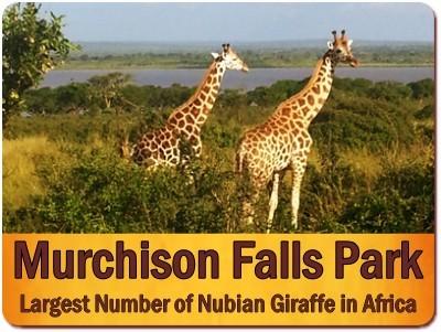 Best Places to see Rothschild Giraffes in the Wild in Uganda