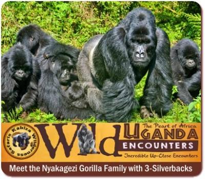 The Gorilla Families that you can track in Mgahinga Gorilla Park