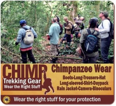 Chimpanzee Habituation Experience - CHEX in Kibale Forest