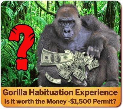 Comparing Gorilla Trekking with the Gorilla Habituation Experience - Uganda