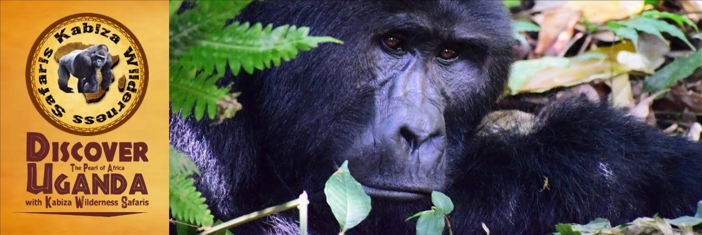 Value+ Midrange 7-Day Gorilla - Chimpanzee Trekking - Wildlife Safari