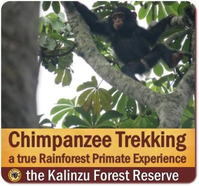 Value+ Midrange 5-Day Gorilla - Chimpanzee Trekking - Wildlife Safari