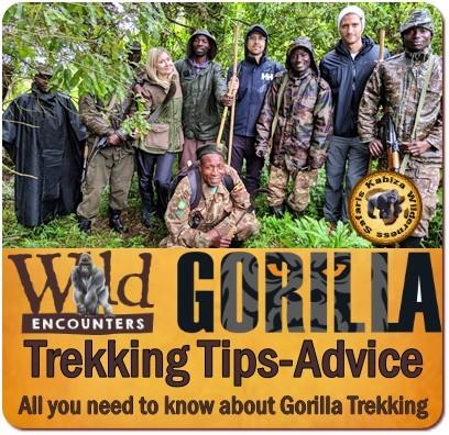 Incredible Gorilla Trekking Safaris in Mgahinga Gorilla Park in Uganda