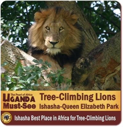 Tree Climbing Lions of Ishasha