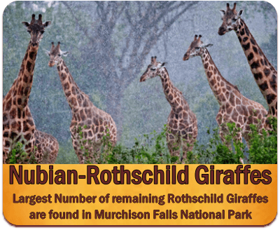 Best Places to see Rothschild Giraffes in the Wild in Uganda