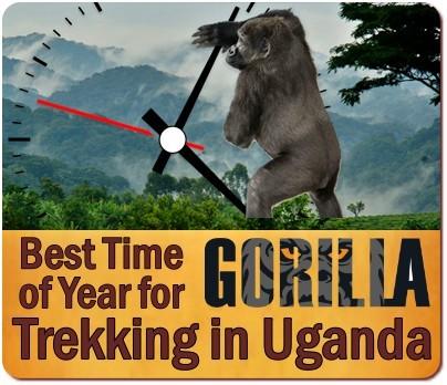 Plan your Gorilla Safari for Seniors in Uganda-Gorilla Trekking for Seniors