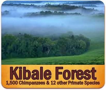 The 13 Primate Species found in Kibale Forest